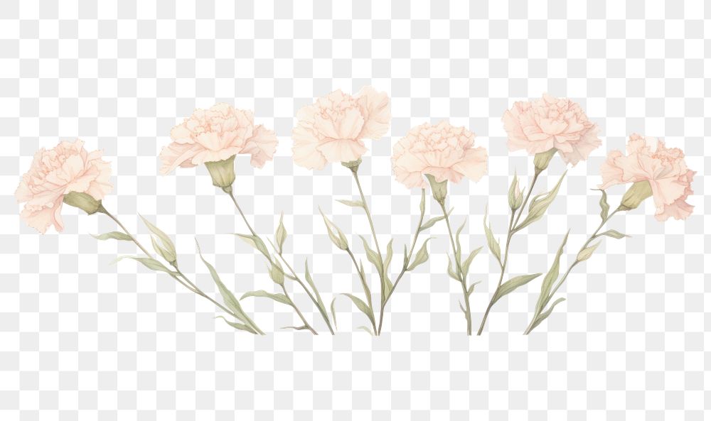 PNG Carnations branch as line watercolour illustration flower plant white background.