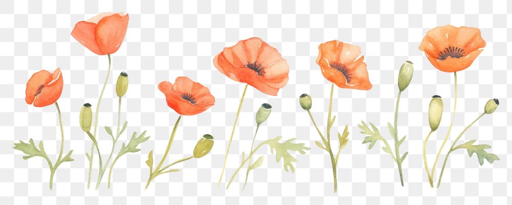 PNG Cute poppy branch as line watercolour illustration flower plant white background.