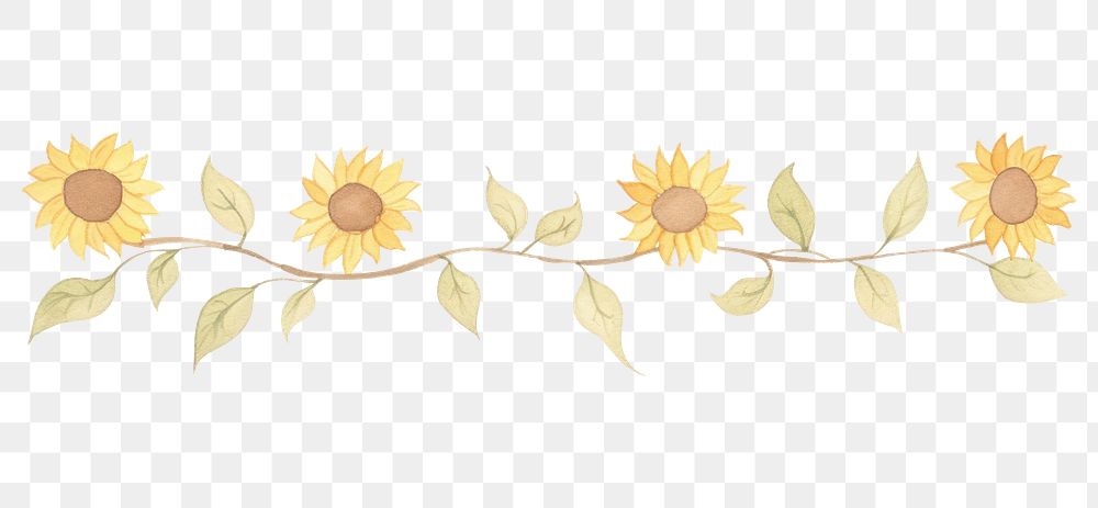 PNG Cute sunflowers branch as line watercolour illustration pattern plant white background.