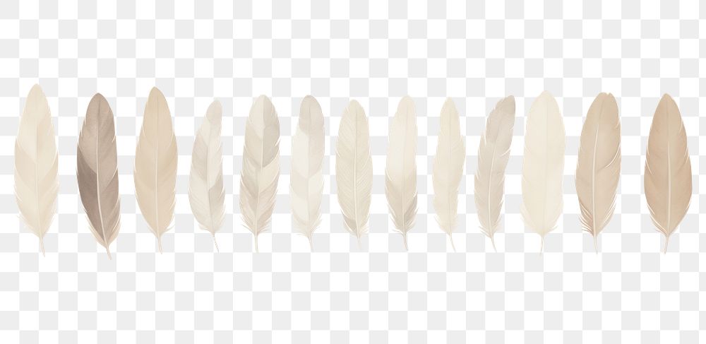 PNG Feathers as line watercolour illustration backgrounds wood white background.