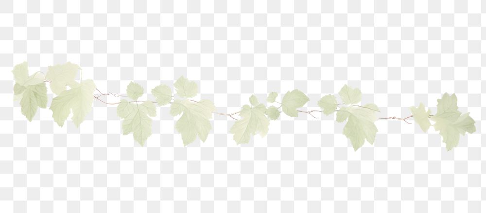 PNG Grapes leaves vine as line watercolour illustration plant leaf pattern.