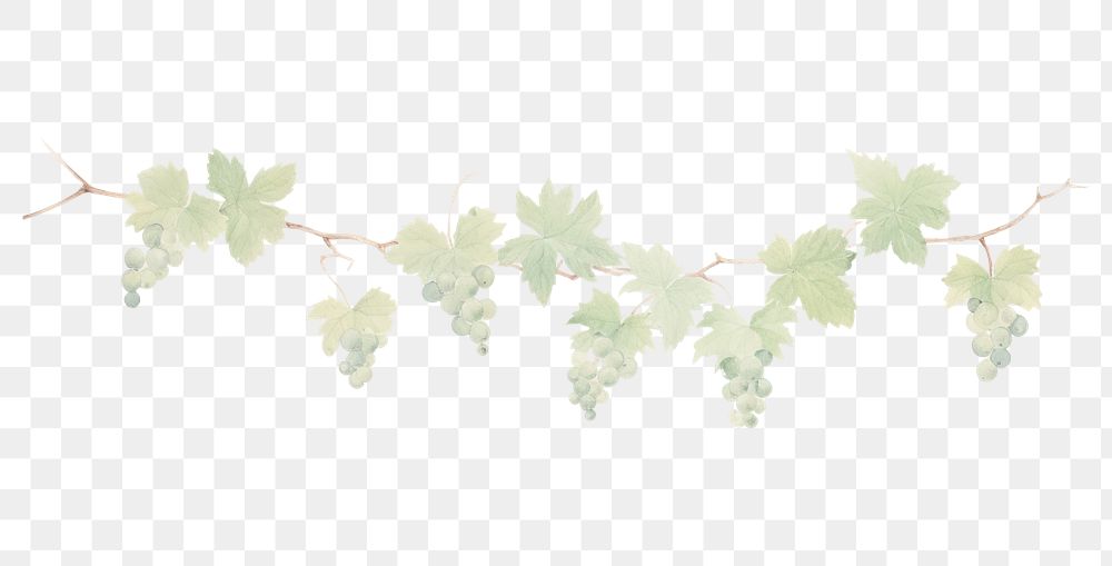 PNG Grapes leaves vine as line watercolour illustration plant leaf vineyard.