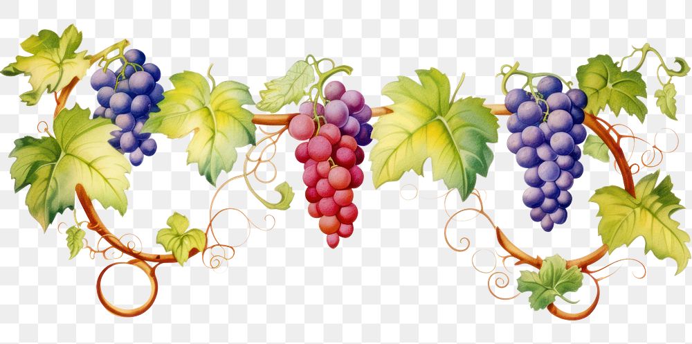 PNG Vine boarder grapes plant food.