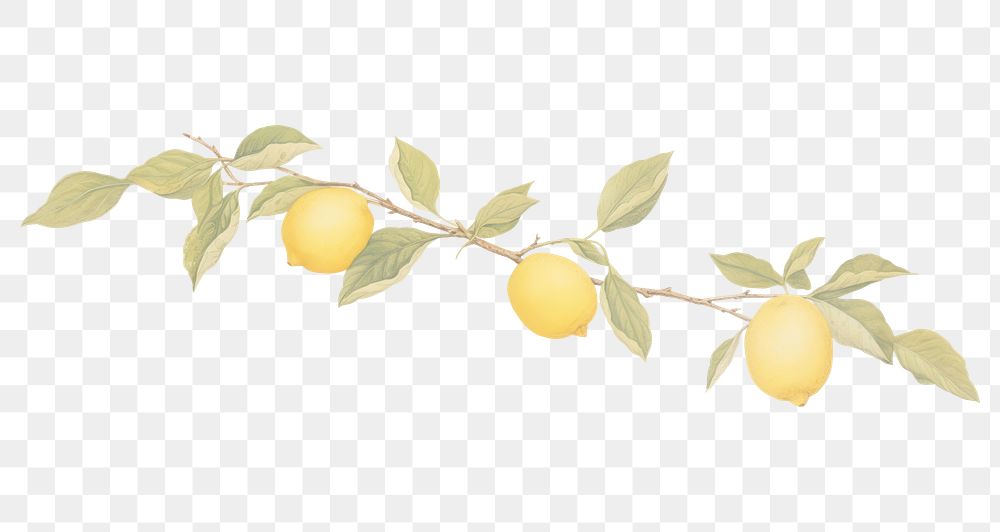 PNG Lemon branch fruit plant food.