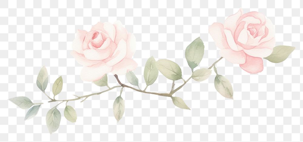 PNG Pink roses as line watercolour illustration pattern flower plant.