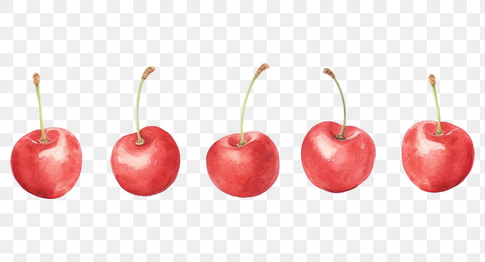 PNG Red cherries as line watercolour illustration cherry apple fruit.