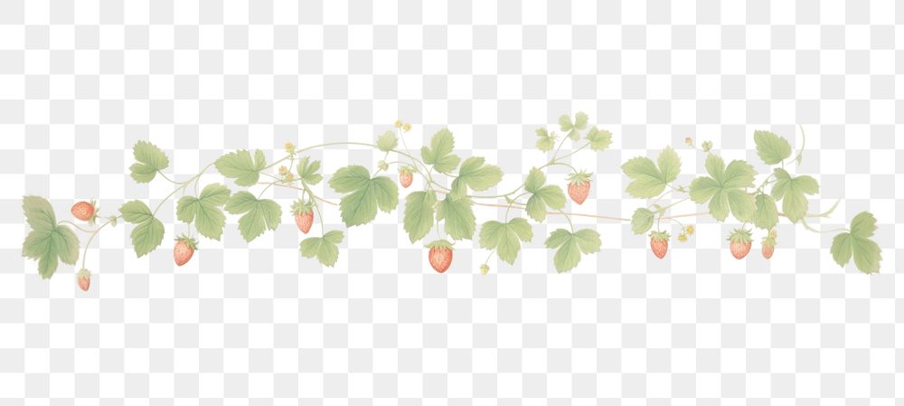 PNG Strawberries leaves vine as line watercolour illustration plant leaf strawberry.