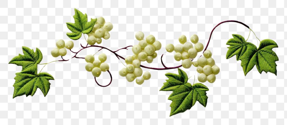 PNG Grapes ivy in embroidery style plant green herbs.