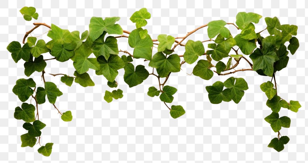 PNG Bush grape plant ivy nature.