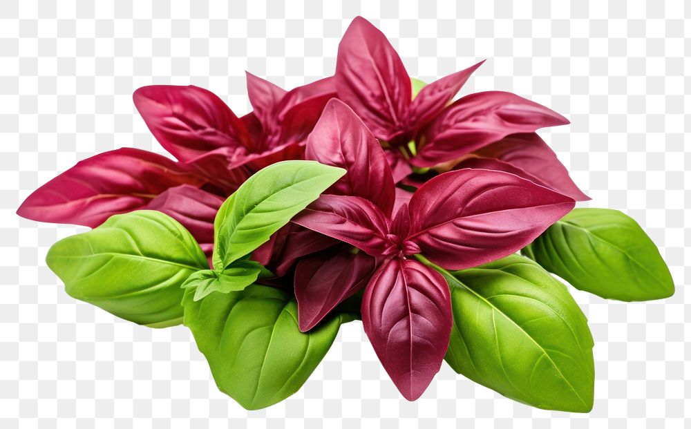 PNG Fresh red basil herb leaf herbs flower plant.