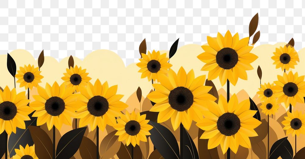 PNG  Sunflower backgrounds outdoors plant.