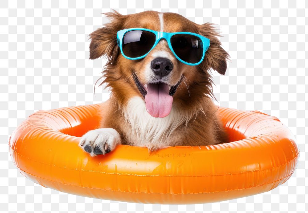 PNG  Dog sunglasses mammal animal.