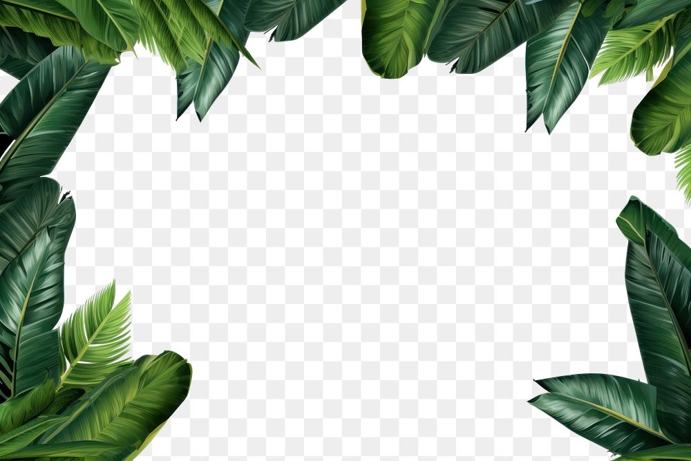 PNG  Tropical backgrounds nature plant.
