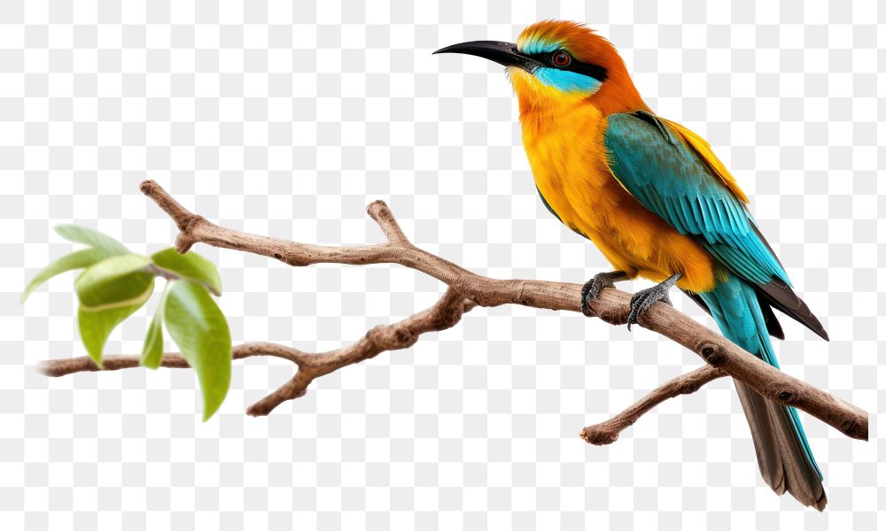 PNG  Tree branch bird animal beak.