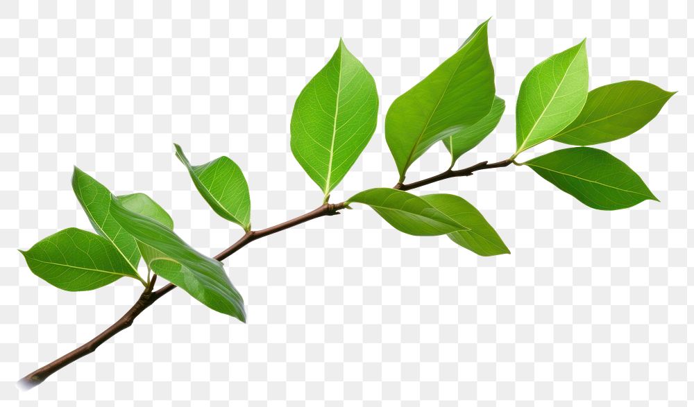 PNG  Tree branch leaf plant white background.
