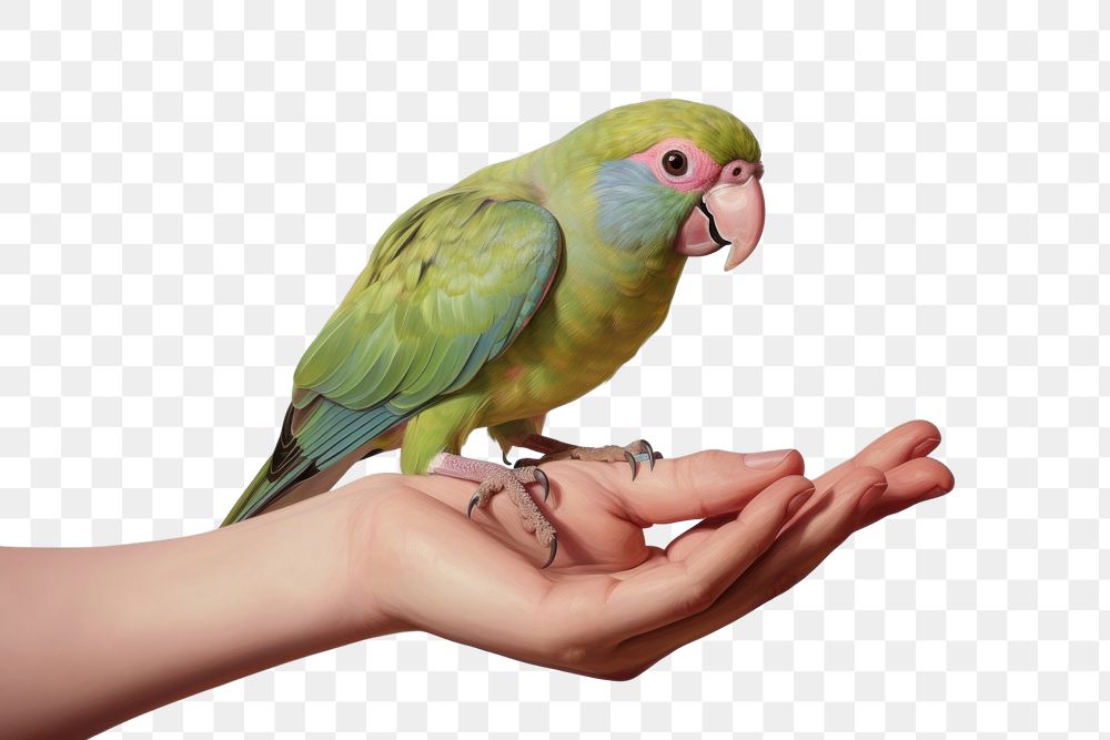 PNG Hand holding small parrot animal finger bird.
