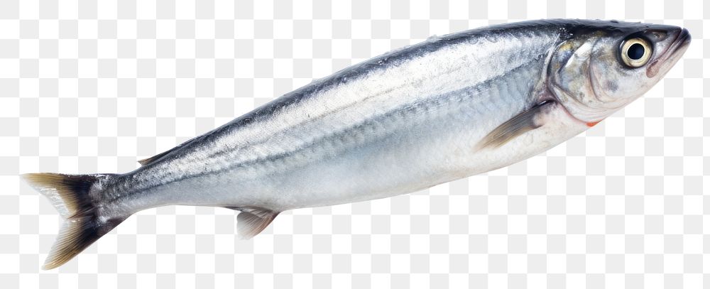 PNG Hand hold dead mackerel fish seafood sardine animal.