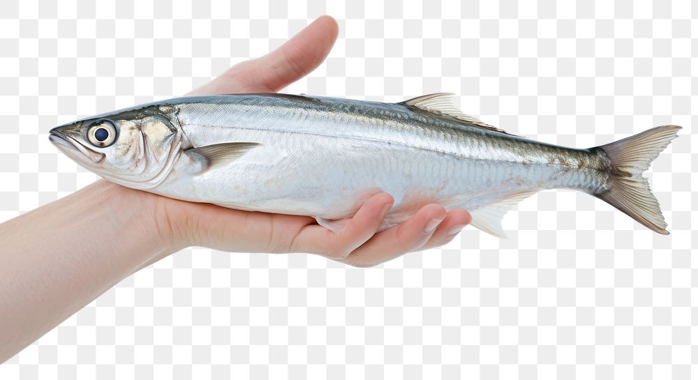 PNG Hand hold dead mackerel fish seafood sardine animal.
