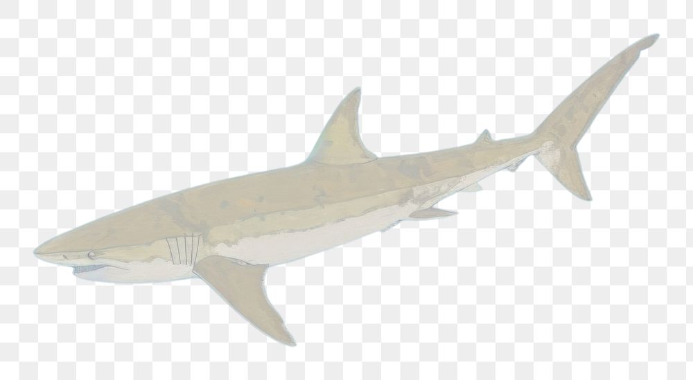 PNG Shark animal fish underwater.