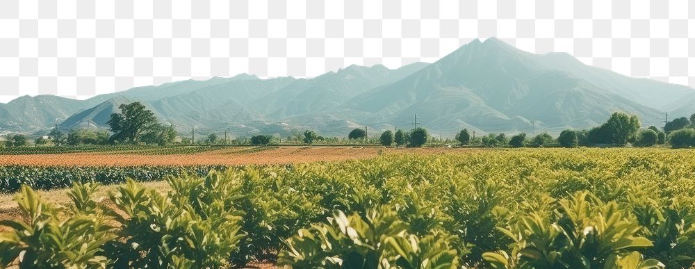 PNG Fruit farm mountain sunlight outdoors. AI generated Image by rawpixel.