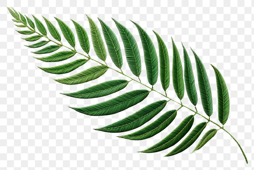 PNG Tropical leaf in embroidery style plant fern pattern.