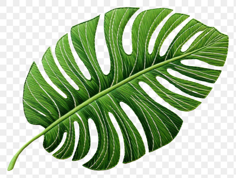 PNG Tropical leaf in embroidery style plant xanthosoma freshness.