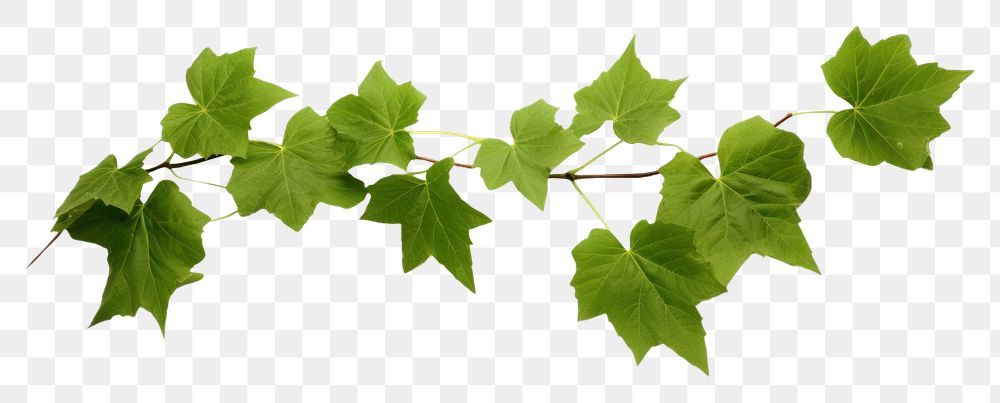 PNG Vine leaves plant green leaf