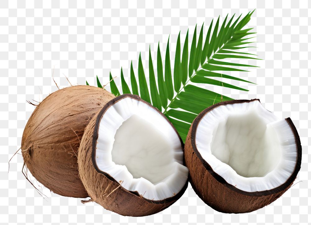 PNG Coconuts with leaves plant fruit food.