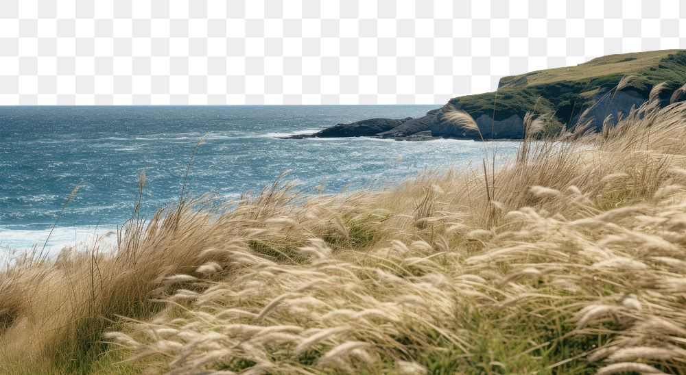 PNG Sea grass landscape outdoors. AI generated Image by rawpixel.