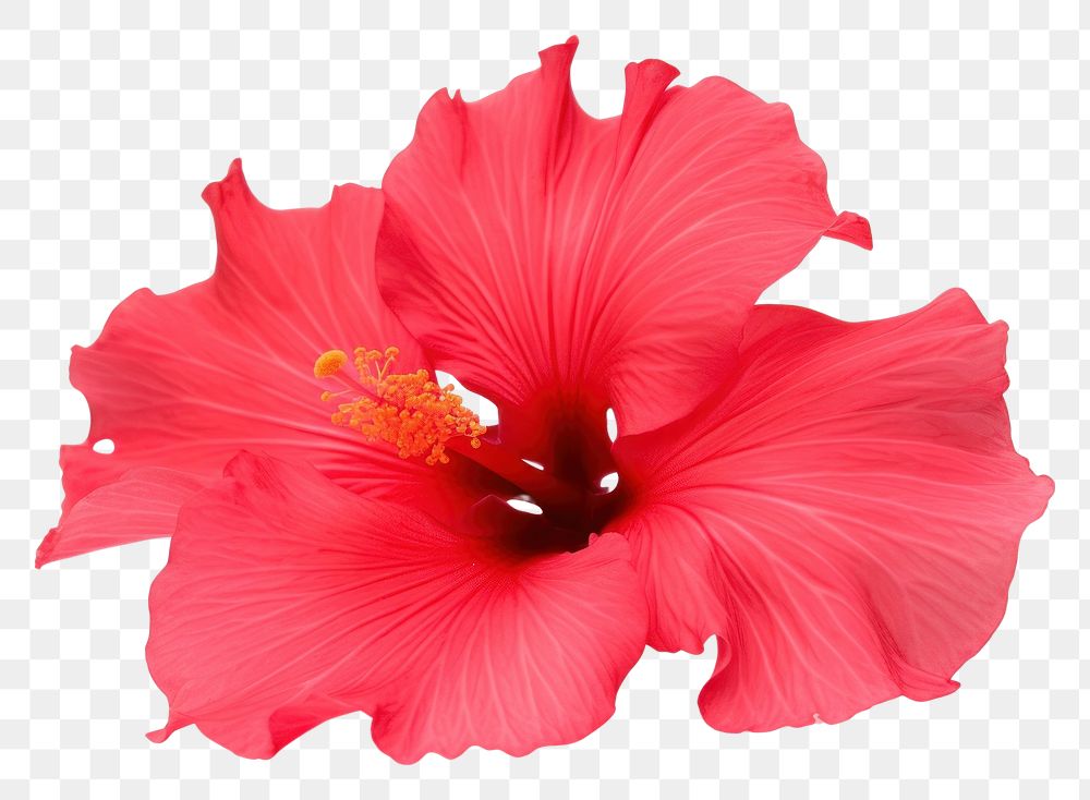 PNG  Hibiscus hibiscus flower petal. AI generated Image by rawpixel.