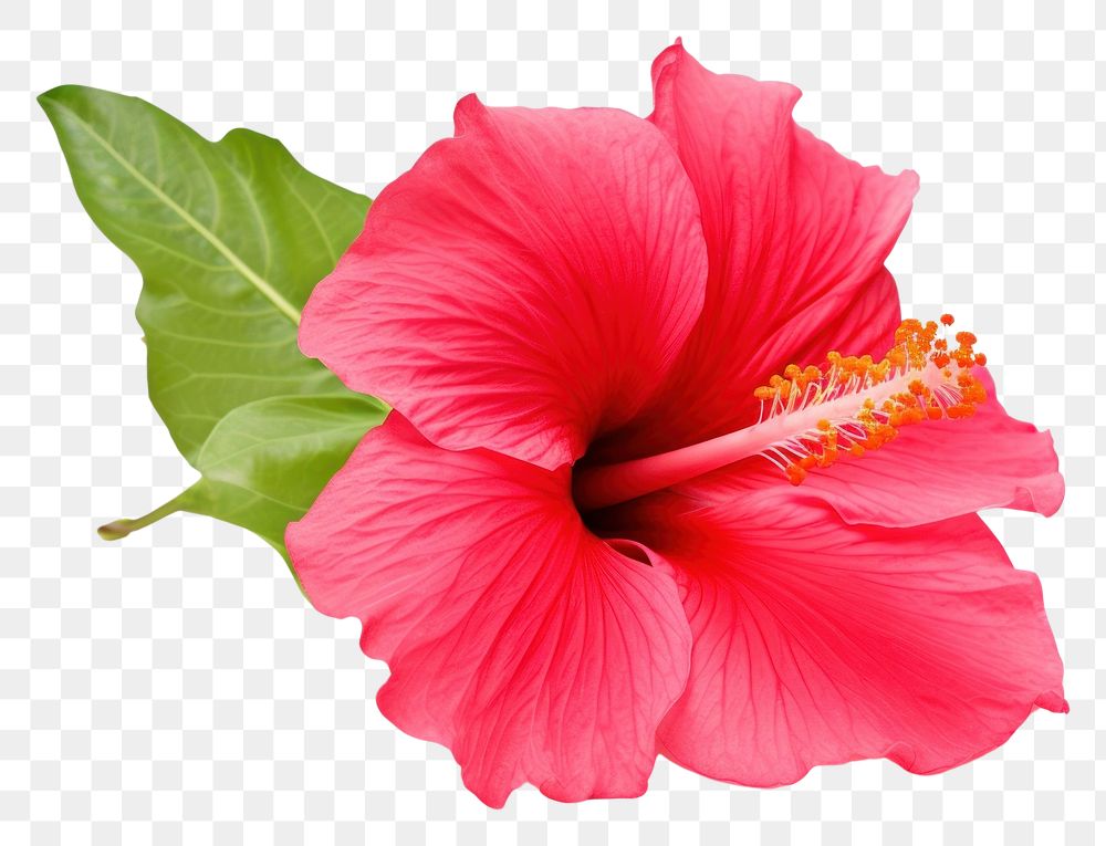 PNG  Hibiscus hibiscus flower plant. AI generated Image by rawpixel.