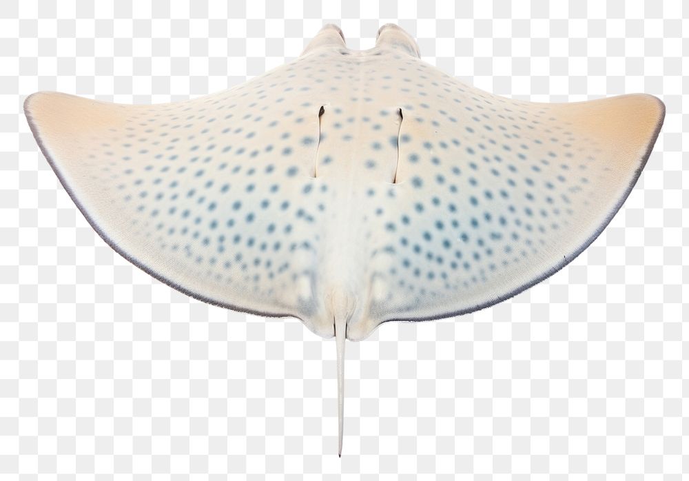 PNG  Stringray animal fish white background. AI generated Image by rawpixel.