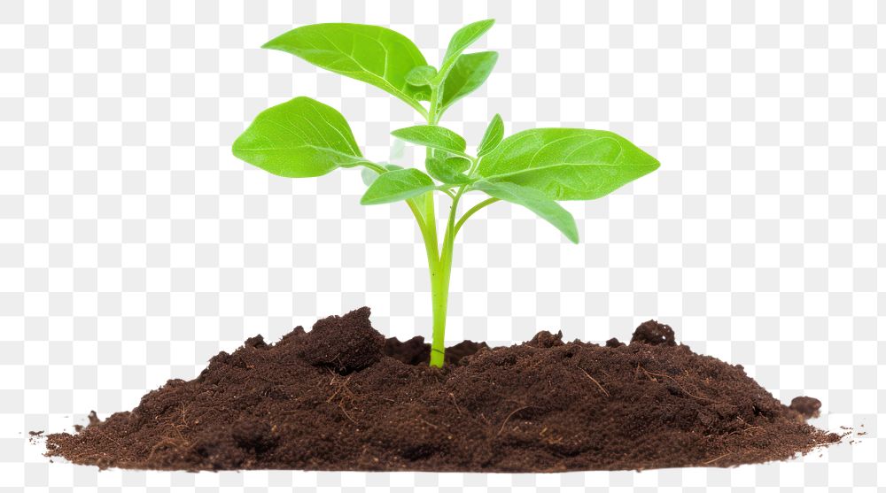 PNG  Young plant growing in soil leaf white background agriculture.