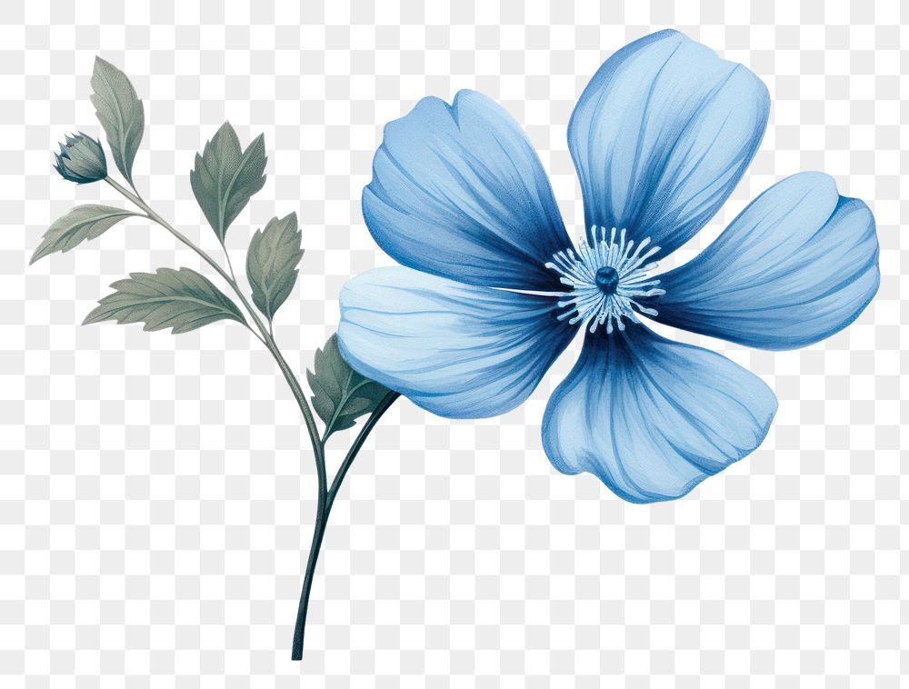 PNG Blue flower petal plant blue.