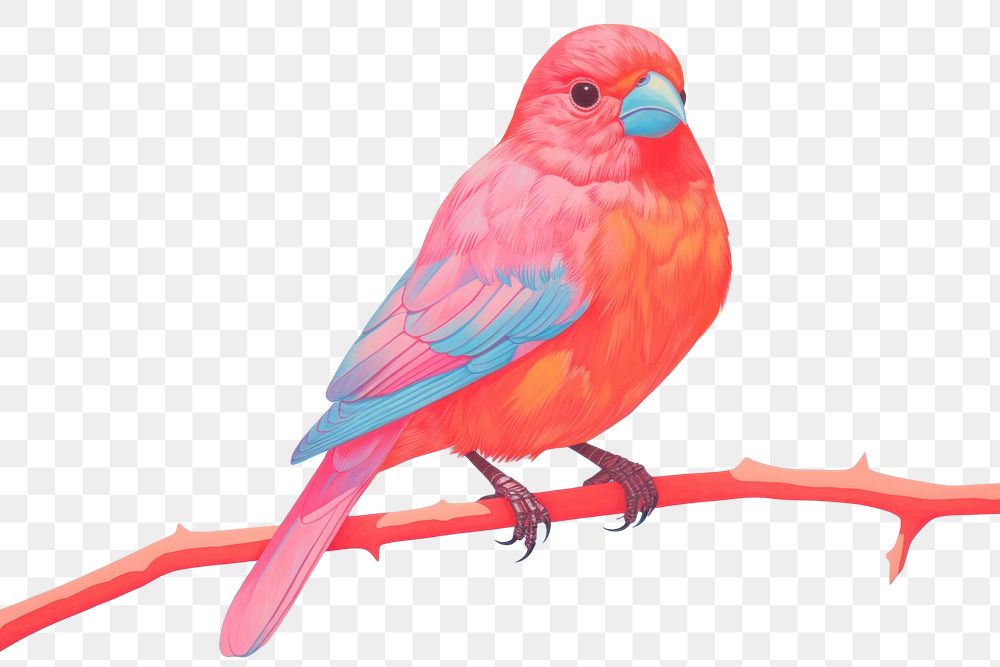 PNG Art painting an illustration of bird animal wildlife lovebird. AI generated Image by rawpixel.