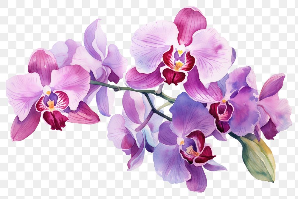 PNG Colorful orchid flower wrearth blossom plant white background.