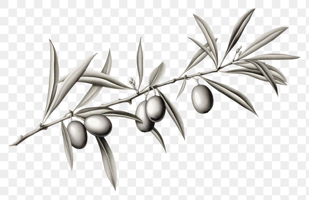PNG  Olive drawing branch sketch.