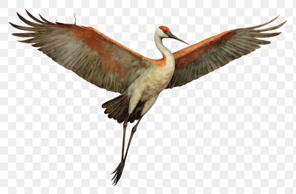PNG  Crane bird painting drawing animal.