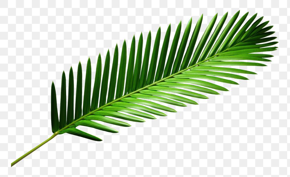 PNG Green neon palm leaf plant tree fern.