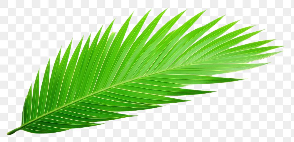 PNG Green neon palm leaf plant tree white background.