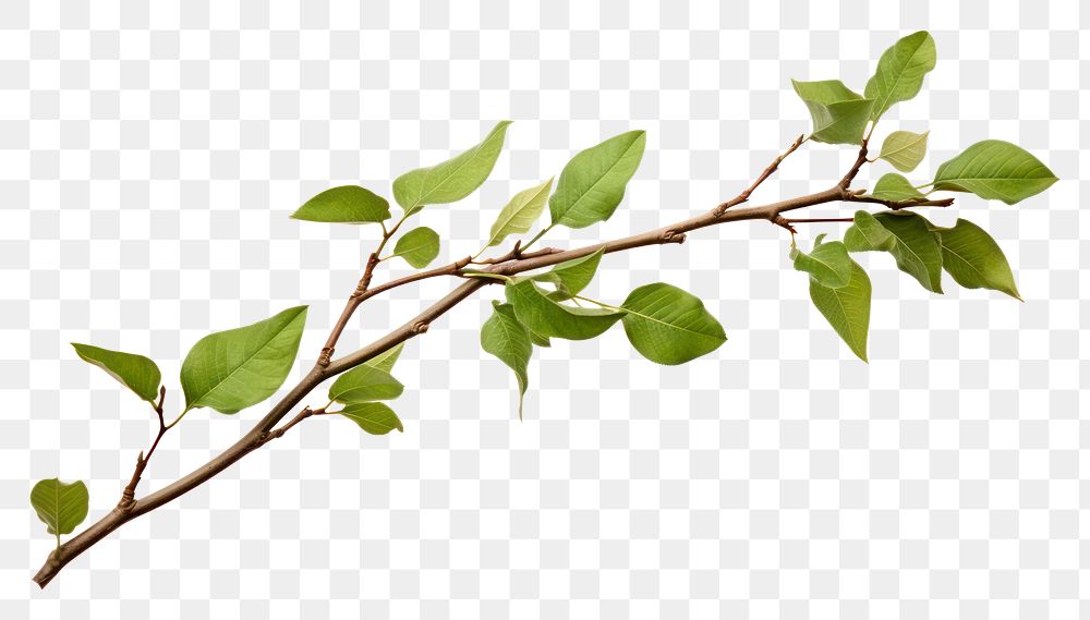 PNG Tree branch tree plant leaf