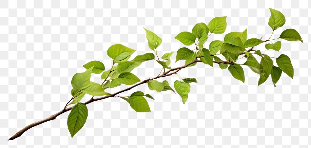 PNG Tree branch plant leaf tree.