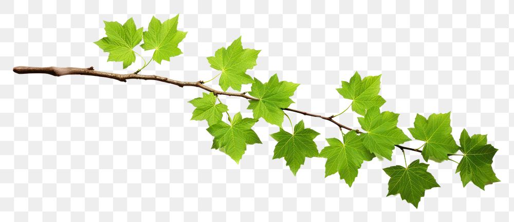 PNG Tree branch tree plant maple.