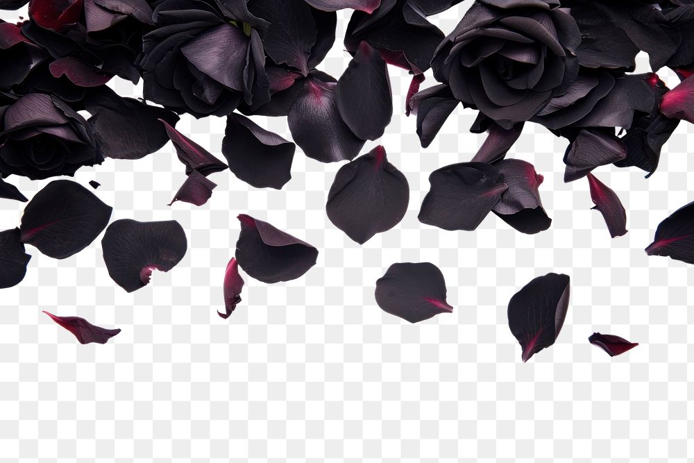 PNG Falling black rose petals backgrounds flower plant.