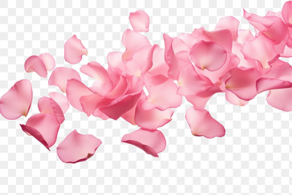 PNG Falling pink rose petals flower plant white background.