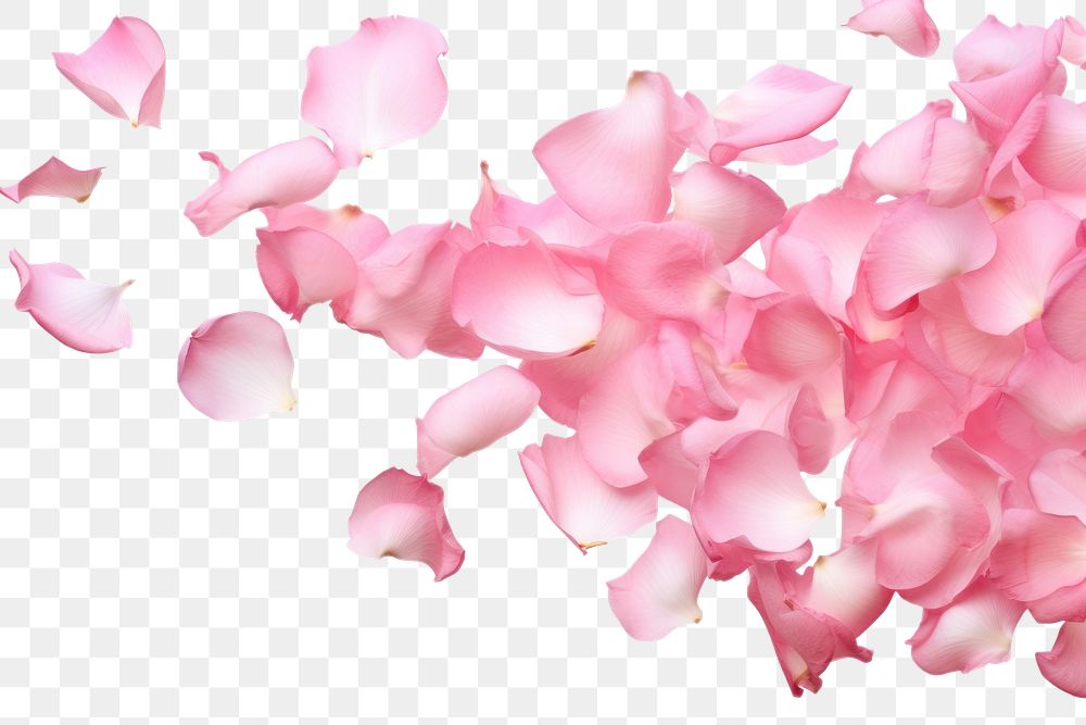 PNG Falling pink rose petals backgrounds flower plant.