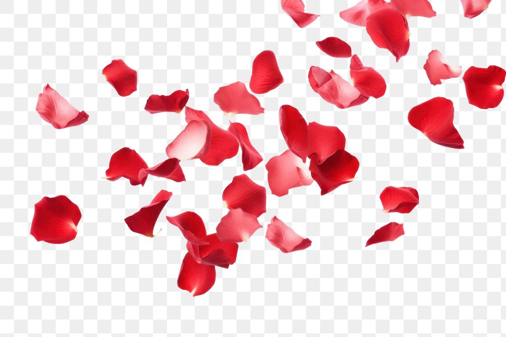 PNG Falling red rose petals backgrounds white background splattered.