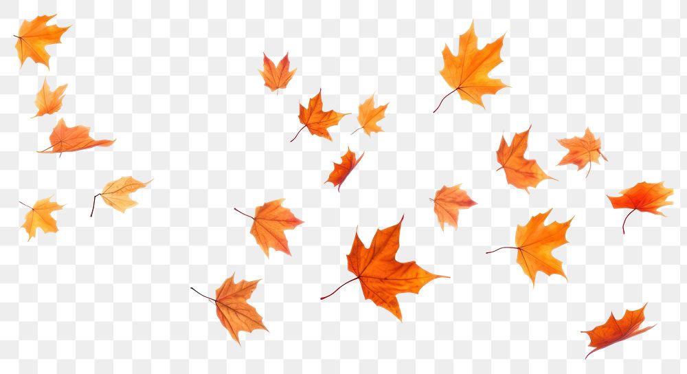 PNG Flying Autumn leaves backgrounds autumn maple.