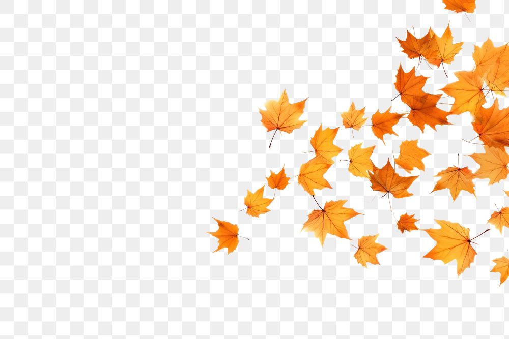 PNG Flying Autumn leaves backgrounds autumn maple.