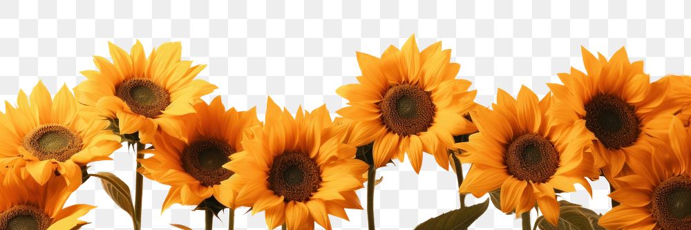 PNG Sunflowers background backgrounds outdoors nature. AI generated Image by rawpixel.